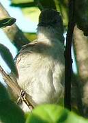 Caribbean Elaenia