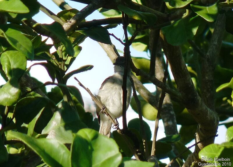 Caribbean Elaenia