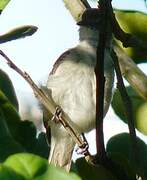 Caribbean Elaenia