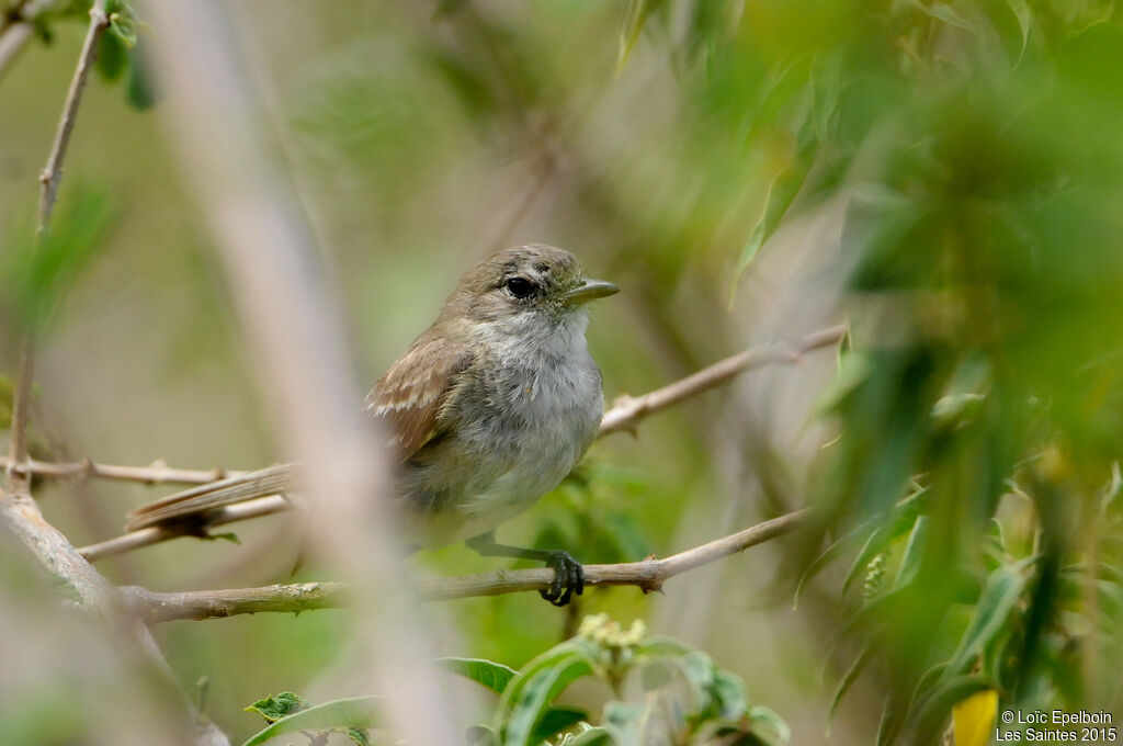 Caribbean Elaenia