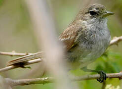 Caribbean Elaenia