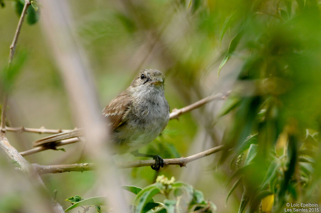 Caribbean Elaenia