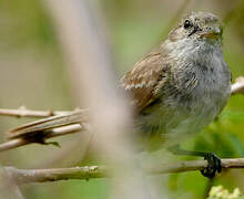 Caribbean Elaenia