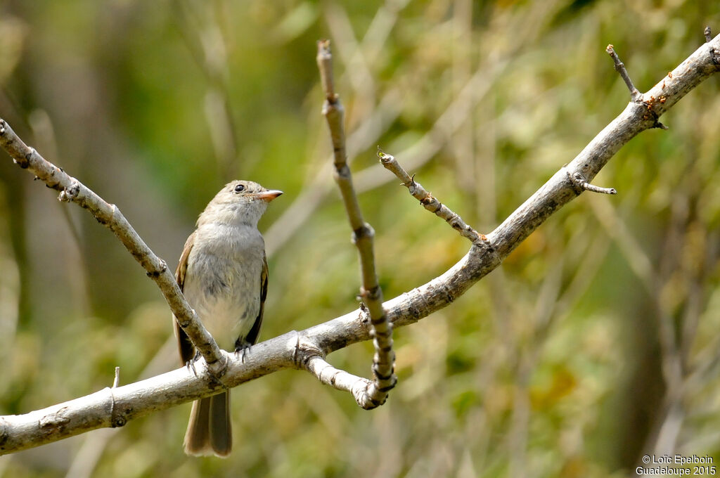 Caribbean Elaenia