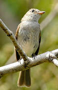 Caribbean Elaenia