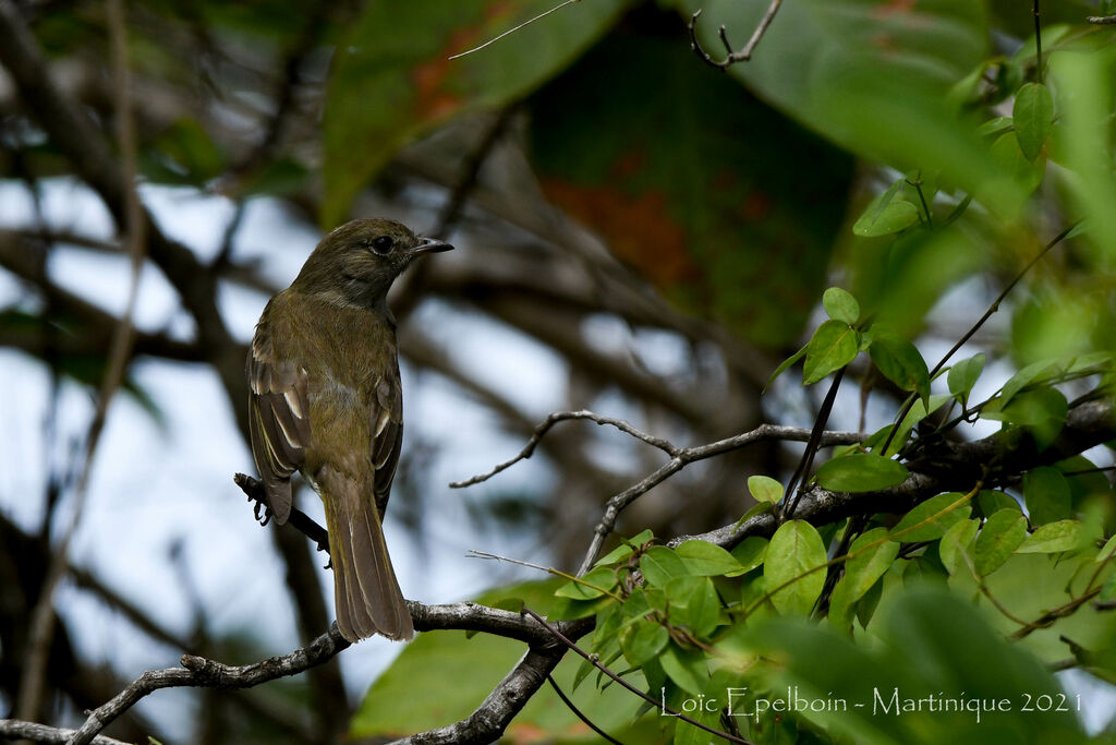 Caribbean Elaenia