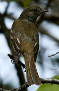 Caribbean Elaenia