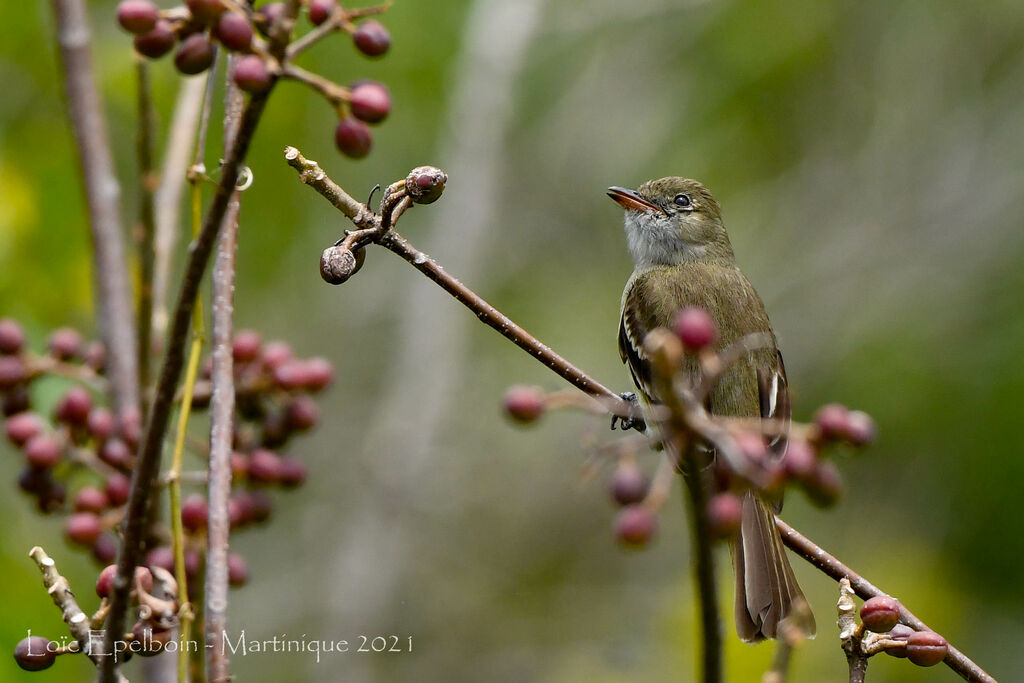 Caribbean Elaenia