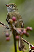 Caribbean Elaenia