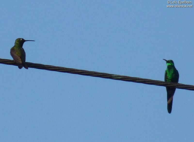 Cuban Emerald