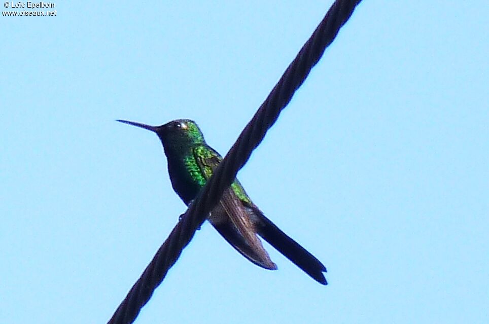 Cuban Emerald