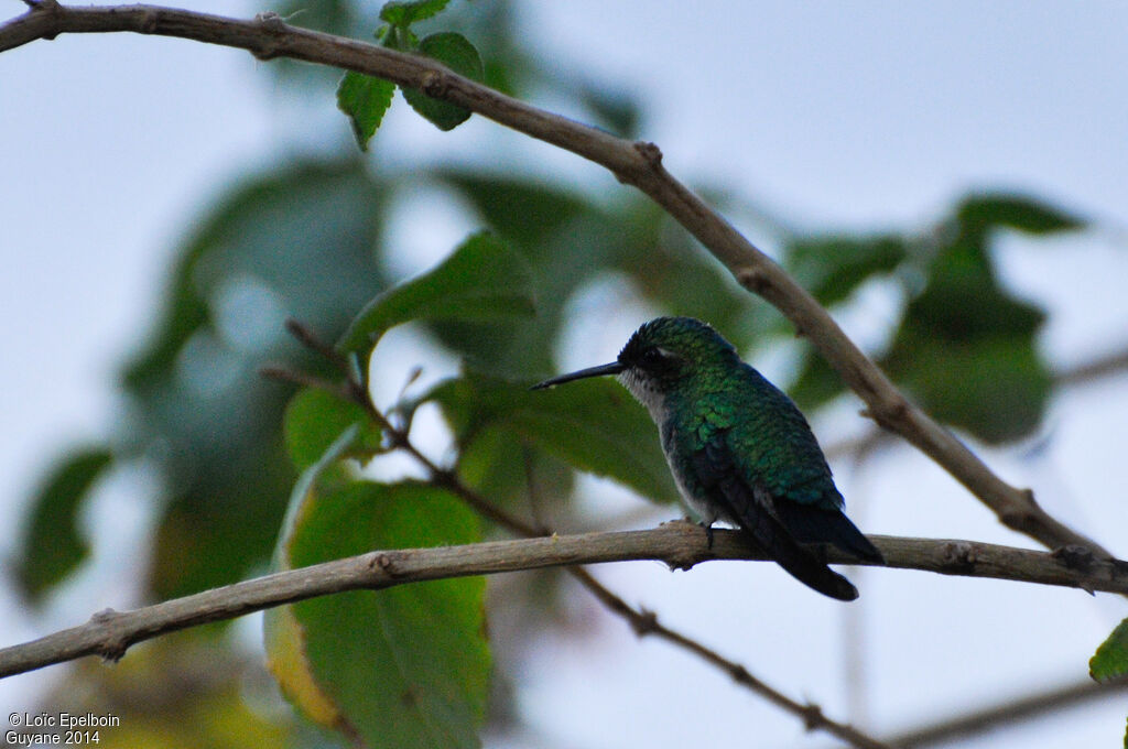 Blue-tailed Emerald