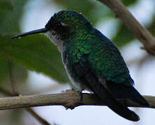 Blue-tailed Emerald