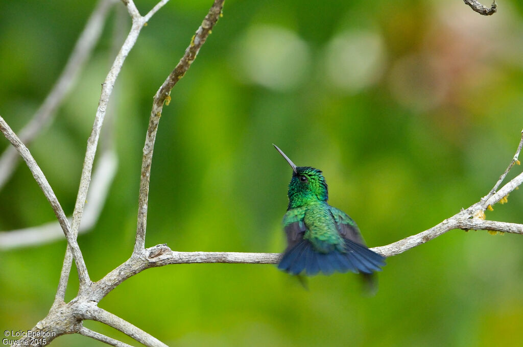 Blue-tailed Emerald