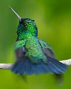 Blue-tailed Emerald