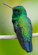 Blue-tailed Emerald