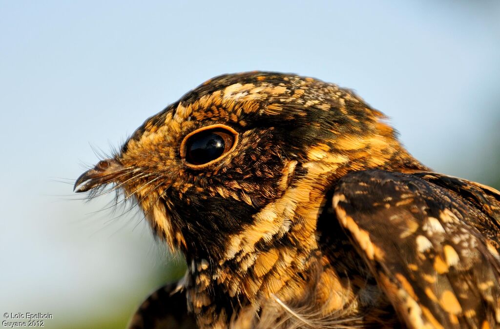 Spot-tailed Nightjar