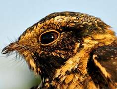 Spot-tailed Nightjar