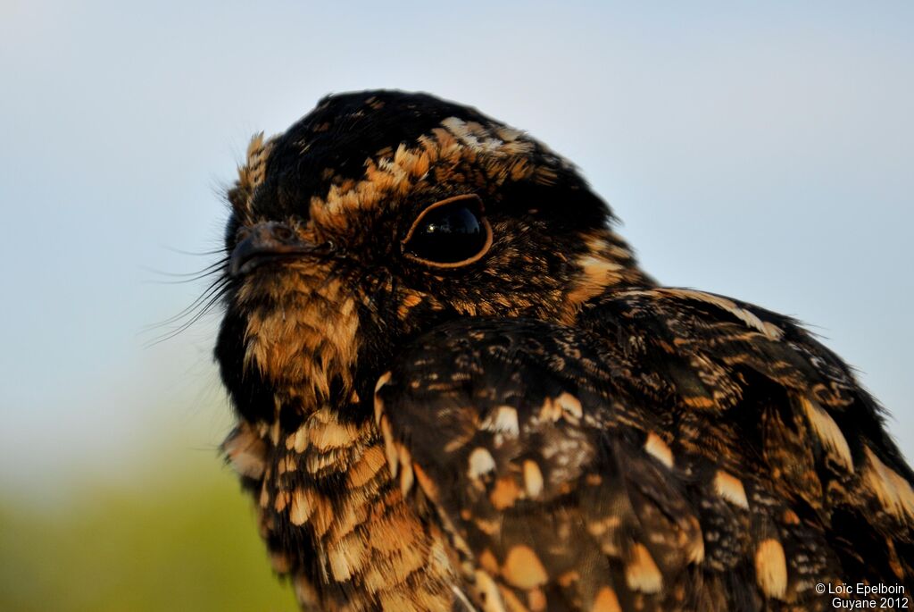 Spot-tailed Nightjar