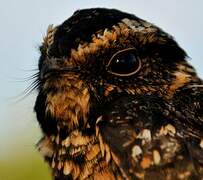 Spot-tailed Nightjar