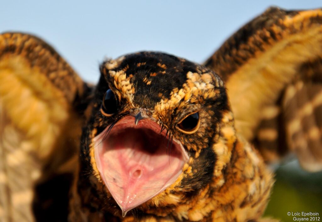 Spot-tailed Nightjar