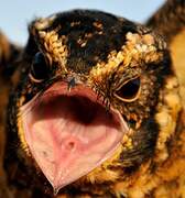 Spot-tailed Nightjar