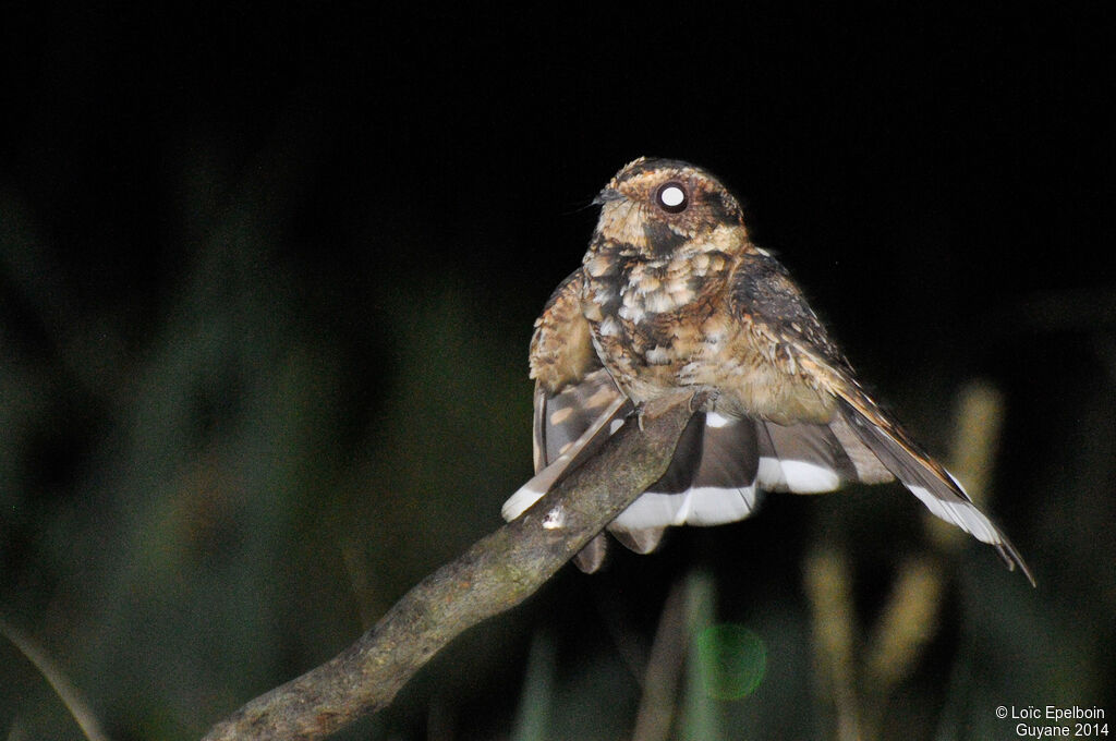 Spot-tailed Nightjar