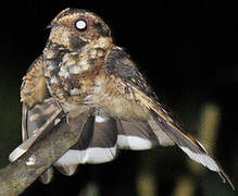 Spot-tailed Nightjar