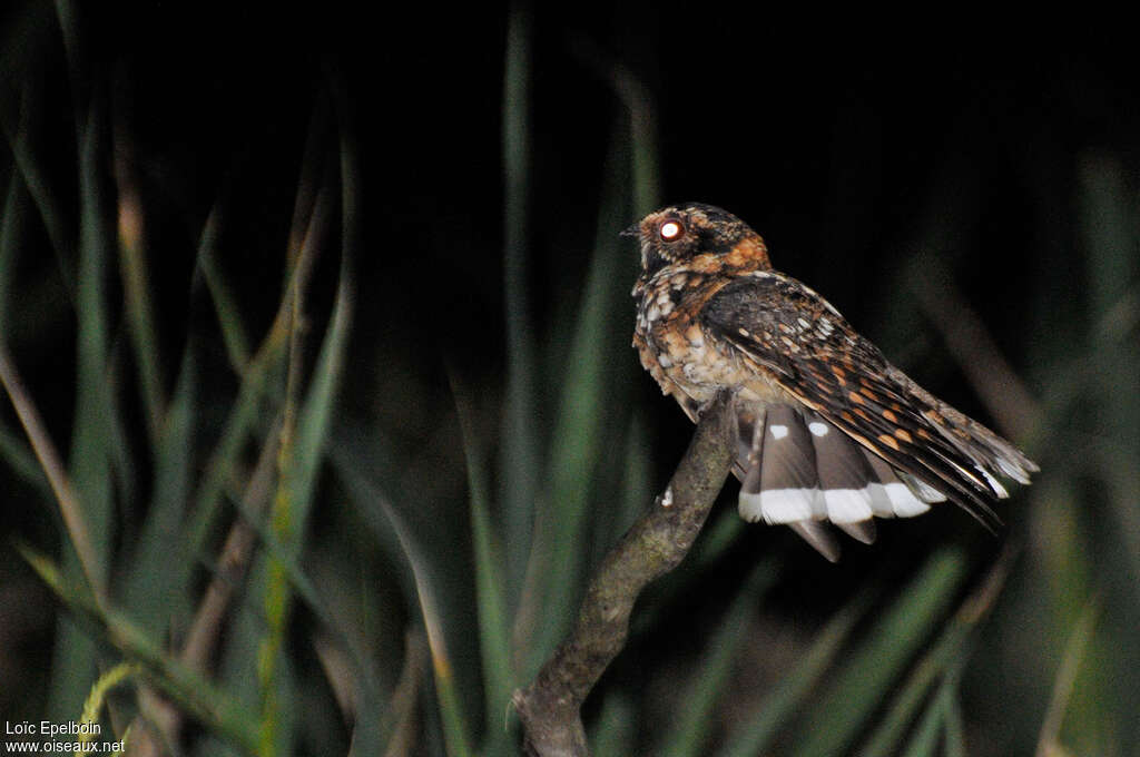 Spot-tailed Nightjaradult, identification