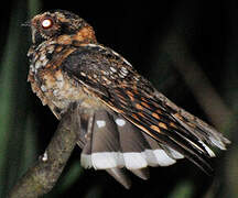 Spot-tailed Nightjar