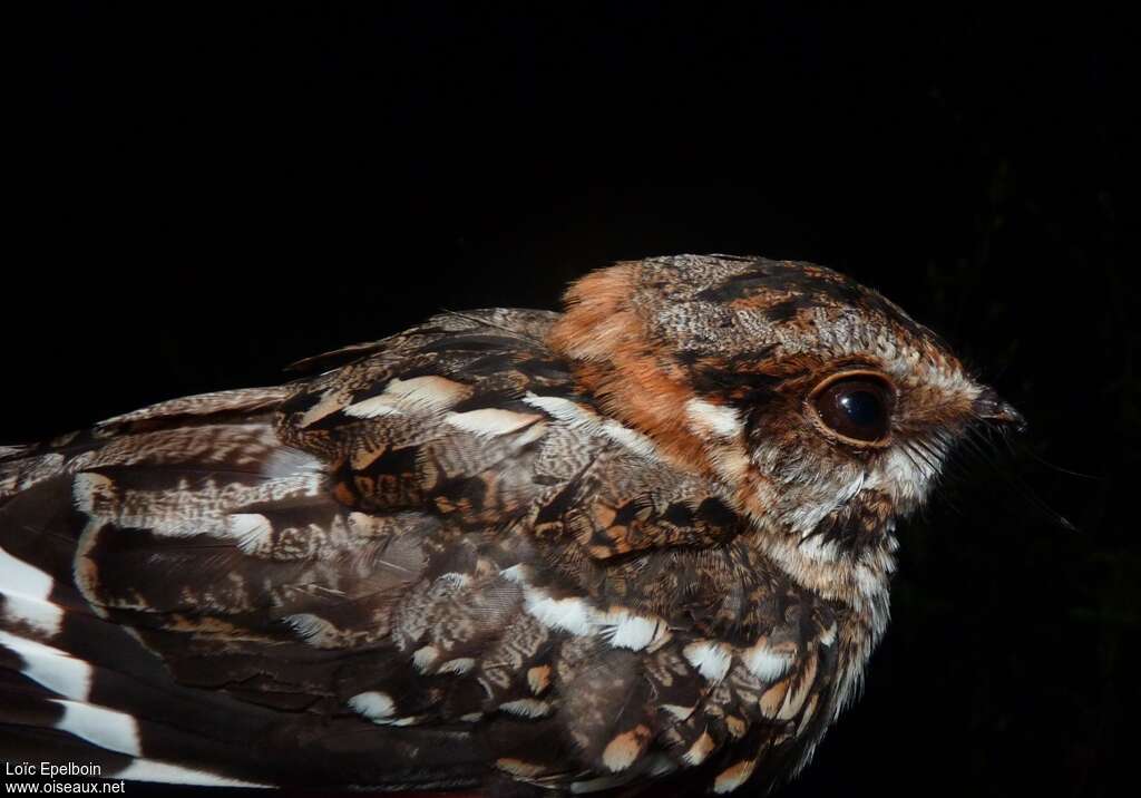 White-tailed Nightjar, pigmentation