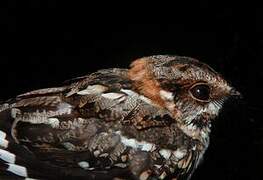 White-tailed Nightjar