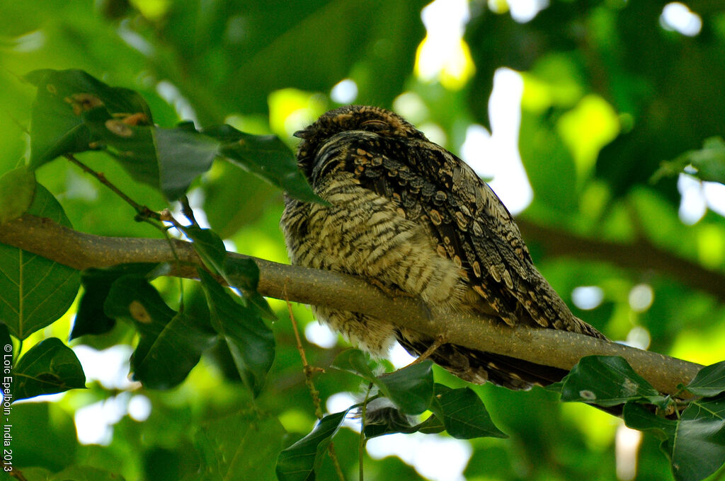 Grey Nightjar