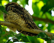 Grey Nightjar