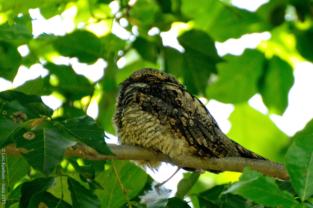 Grey Nightjar