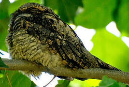 Grey Nightjar