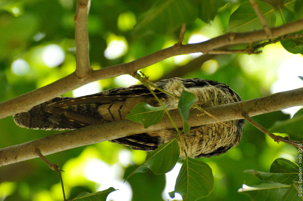 Grey Nightjar