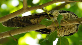 Grey Nightjar