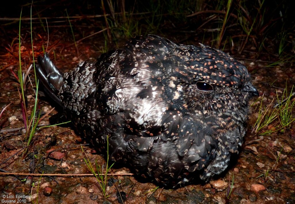 Blackish Nightjar