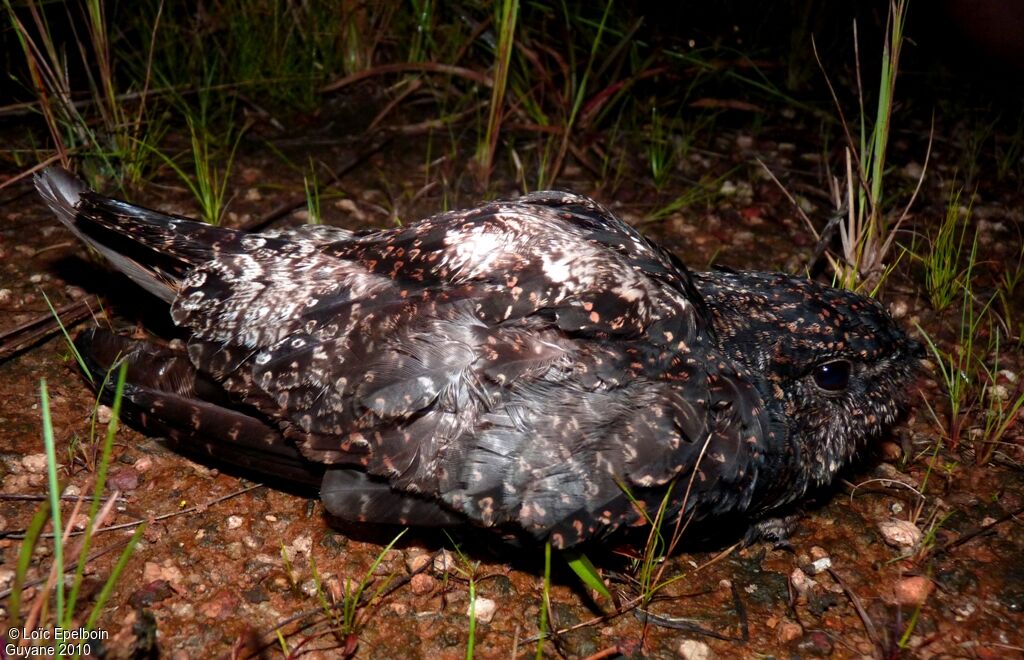 Blackish Nightjar