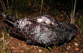 Blackish Nightjar