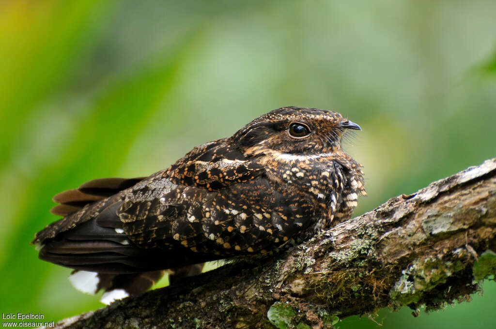 Blackish Nightjaradult, identification