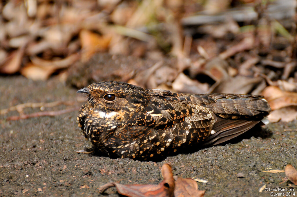 Blackish Nightjar