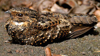 Blackish Nightjar