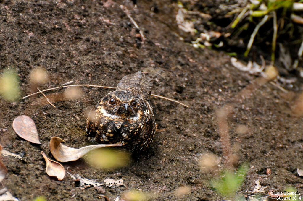 Blackish Nightjar