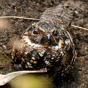 Blackish Nightjar