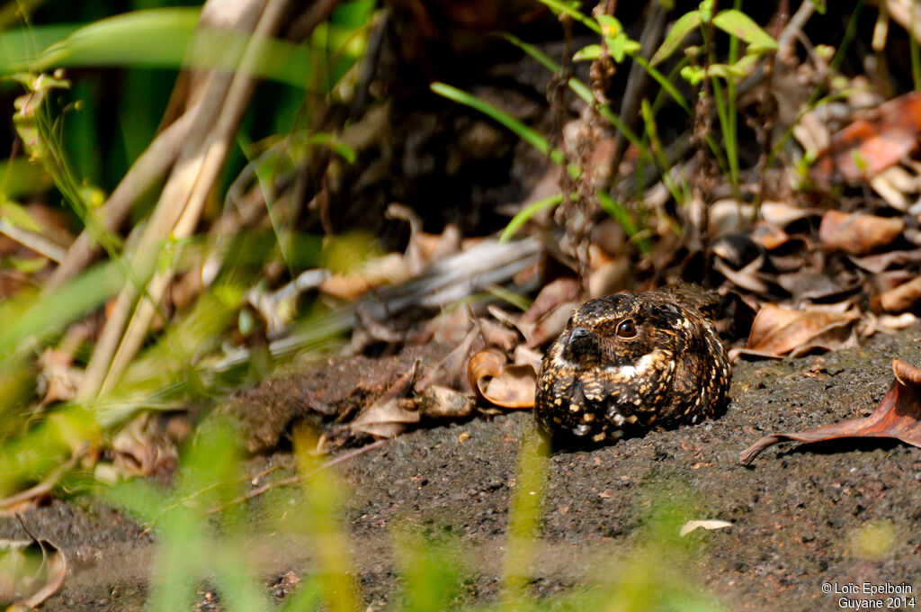 Blackish Nightjar