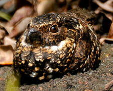 Blackish Nightjar