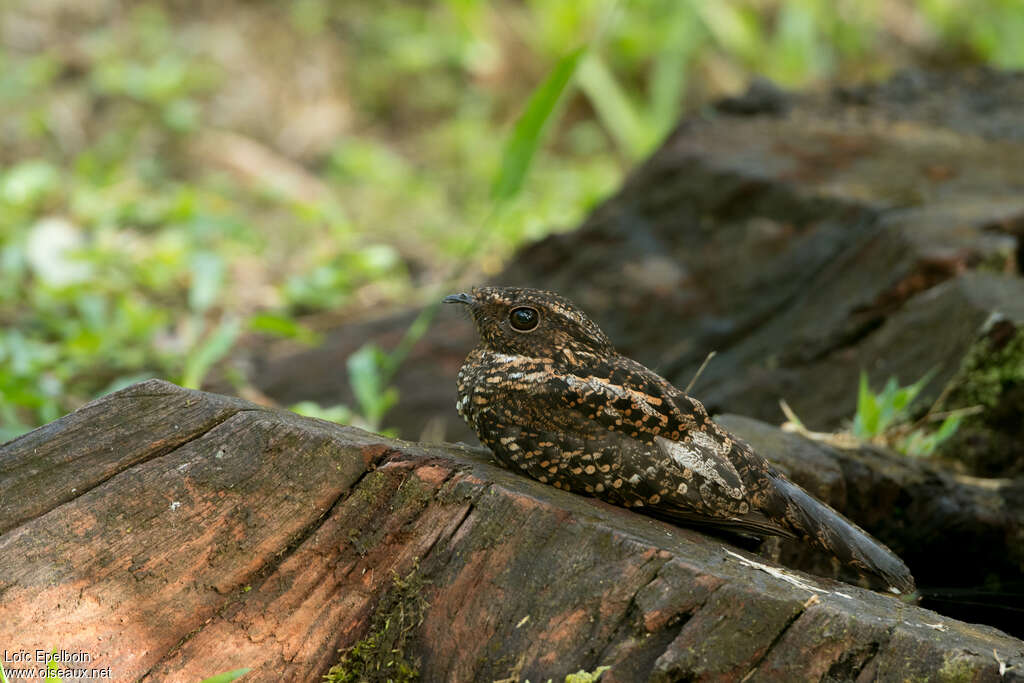 Blackish Nightjaradult, identification