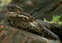 Blackish Nightjar